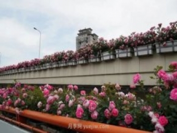 上海城市高架变“花路”，这些月季进入盛花期啦!