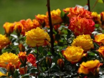 安阳市滑县森林公园月季花开放，赏花打卡正当时