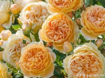 大花香水月季的养护方法，分享10种花香飘满屋
