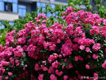 武汉新增多条绝美月季花道，江城处处花海景观