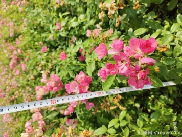 安吉拉月季盆栽苗，60厘米高基地发货