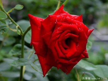 2023年情人节十大玫瑰品种销量榜，卡罗拉位居首位