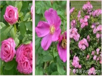 轻松区分月季、玫瑰和蔷薇ROSE三姐妹，不再迷茫于爱情花海