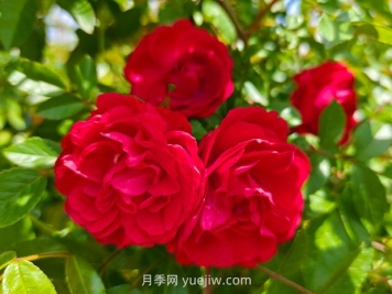 月季红木香爆花机器，花艳丽花量大花期长