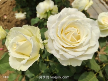 十一朵白玫瑰的花语和寓意