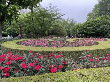 上海复兴公园月季园，月季花开献给市民的视觉盛宴