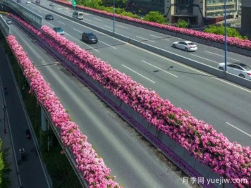 杭州高架月季初开，2024年又到走花路时间