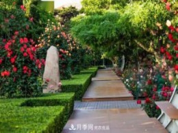 秦皇岛适合养月季花，市花和市树是什么