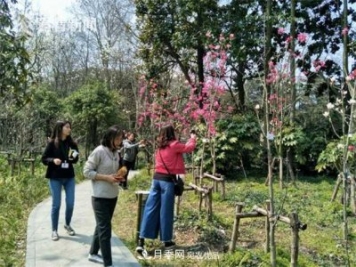 上海植物园首现最红最纯的玉兰新品种