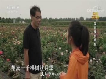 央视《田间示范秀》播出南阳月季种植故事《花田里的烦恼》